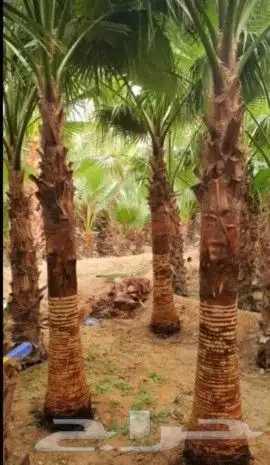 توريد جميع انواع النخل واعمال الشبوك 1