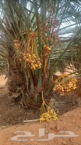 يوجد لدينا جميع انواع النخيل المثمر وزينه وجميع المقاسات 2
