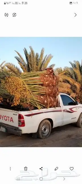 يوجد لدينا جميع انواع النخيل المثمر وزينه وجميع المقاسات 6