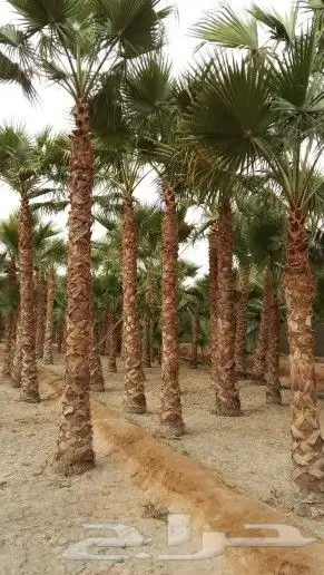 مشتل اليسر لتنسيق الحدائق وزراعه جميع انواع نخيل وأشجار 6