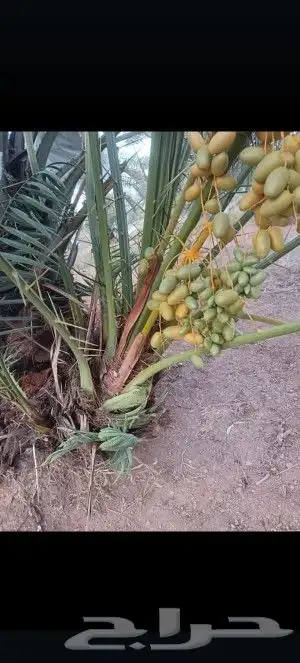 يوجد لدينا جميع انواع النخيل المثمر وزينه وجميع المقاسات 8