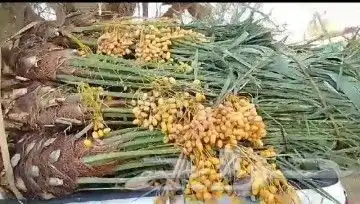 يوجد لدينا جميع انواع النخيل المثمر وزينه وجميع المقاسات 1