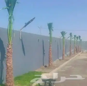 نخيل المملكه 1