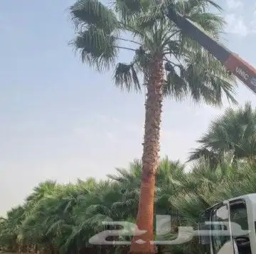 نخيل المملكه 5