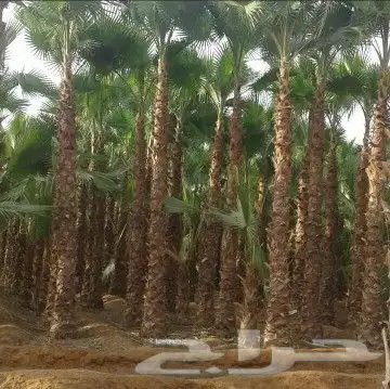 تنسيق حدائق زراعه وحدائق حدائق زراعه منسق حدائق مزارع تنسيق 11