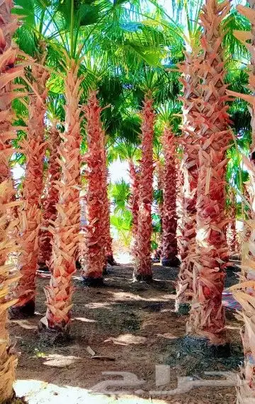 توريد جميع انواع النخل واعمال الشبوك 2