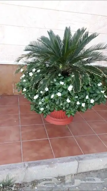 مشتل اليسر لتنسيق الحدائق وزراعه جميع انواع نخيل وأشجار 2