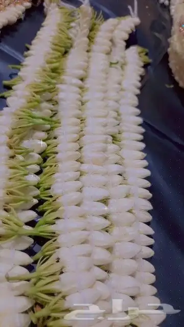 محل للبيع الفل في الرياض متوفر جمله ومفرد 4