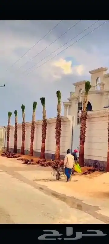 نخيل المملكه 4