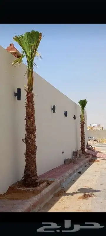 رضا ازبون يزيدك نجاح دقه في الشغل وإنجاز 0