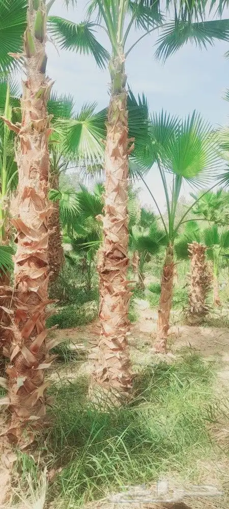 رضا ازبون يزيدك نجاح دقه في الشغل وإنجاز 3