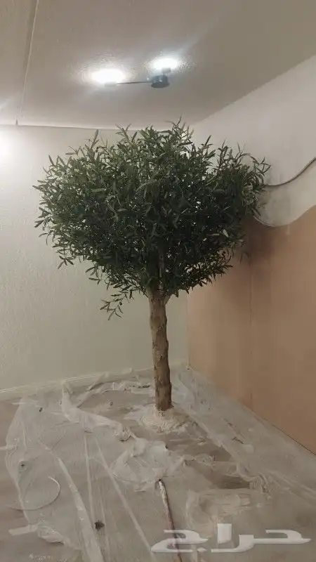 اشجار زيتون صناعي بسعار منافسه 7