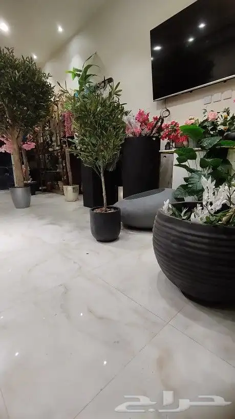 اشجار زيتون صناعي بسعار منافسه 5