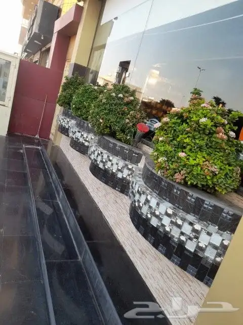 مشتل اليسر لتنسيق الحدائق وزراعه جميع انواع نخيل وأشجار 4
