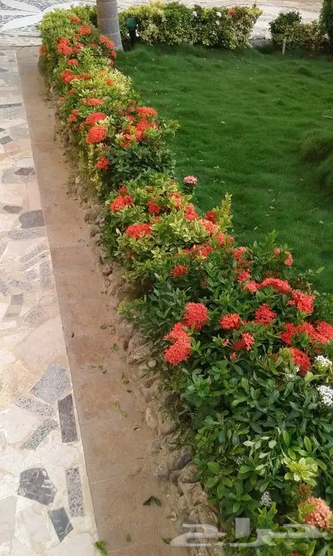 مشتل اليسر لتنسيق الحدائق وزراعه جميع انواع نخيل وأشجار 8