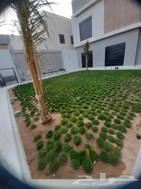 مشتل اليسر لتنسيق الحدائق وزراعه جميع انواع نخيل وأشجار 3