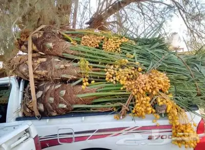 يوجد لدينا جميع انواع النخيل المثمر وزينه وجميع المقاسات 0