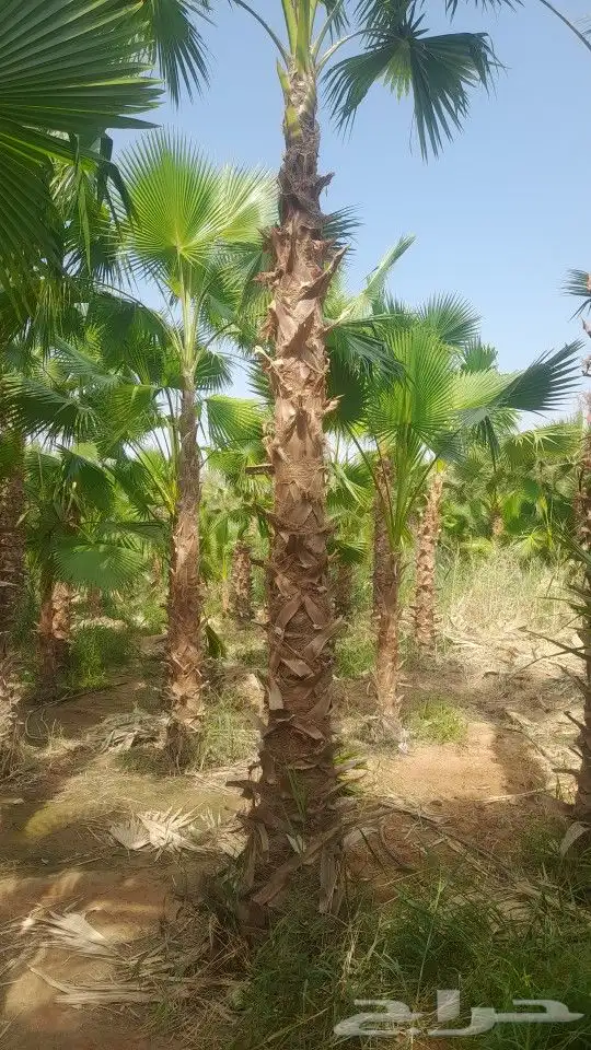 رضا ازبون يزيدك نجاح دقه في الشغل وإنجاز 2