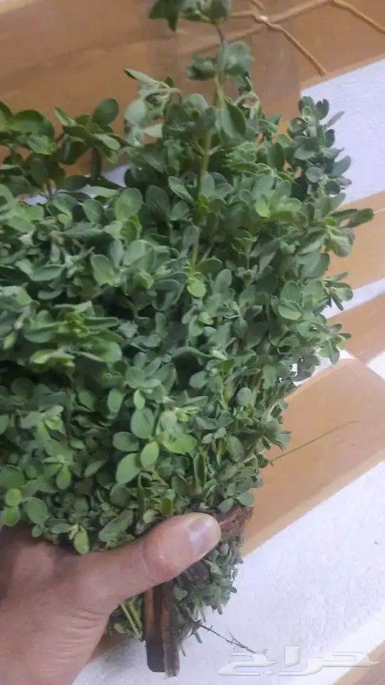 محل للبيع الفل في الرياض متوفر جمله ومفرد 5