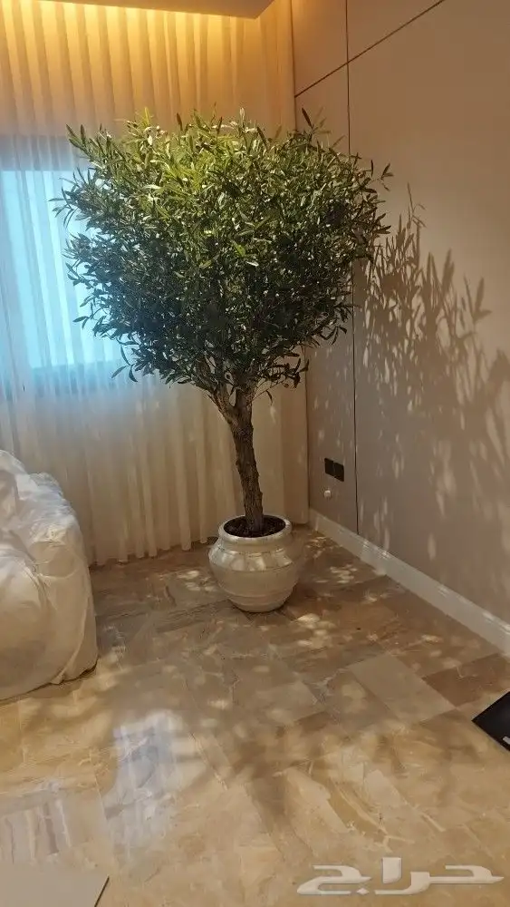 اشجار زيتون صناعي بسعار منافسه 1