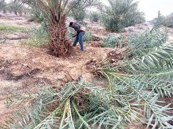 توريد جميع انواع النخل واعمال الشبوك 0