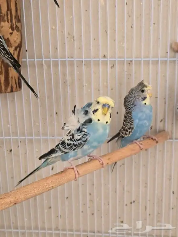 طيور بادجي هوقو وردتين كرست هولندي احجام ومستوى 2