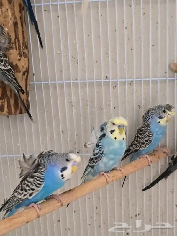 طيور بادجي هوقو وردتين كرست هولندي احجام ومستوى 6