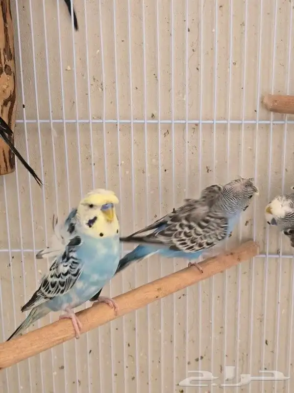 طيور بادجي هوقو وردتين كرست هولندي احجام ومستوى 3