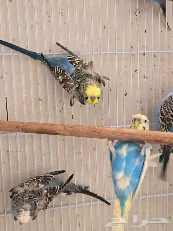 طيور بادجي هوقو وردتين كرست هولندي احجام ومستوى 1