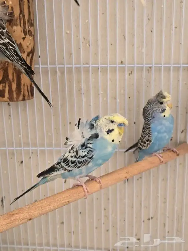 طيور بادجي هوقو وردتين كرست هولندي احجام ومستوى 4