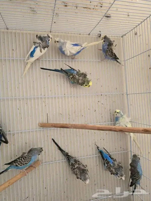 طيور بادجي هوقو وردتين كرست هولندي احجام ومستوى 8