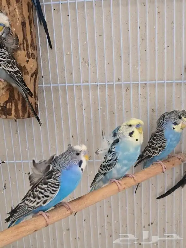 طيور بادجي هوقو وردتين كرست هولندي احجام ومستوى 5