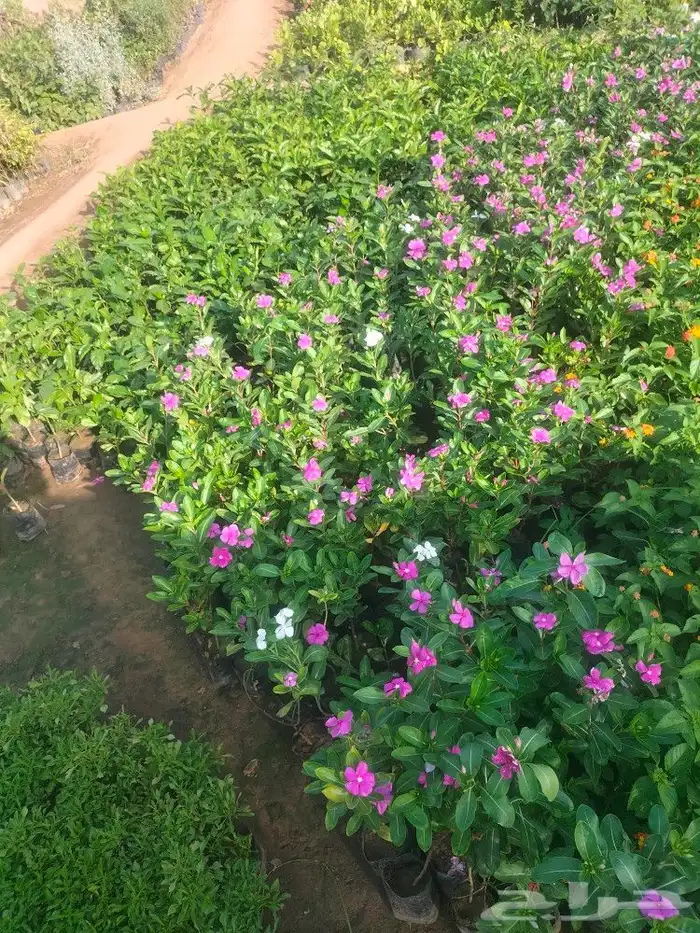 مشتل اليسر لتنسيق الحدائق وزراعه جميع انواع نخيل وأشجار 9