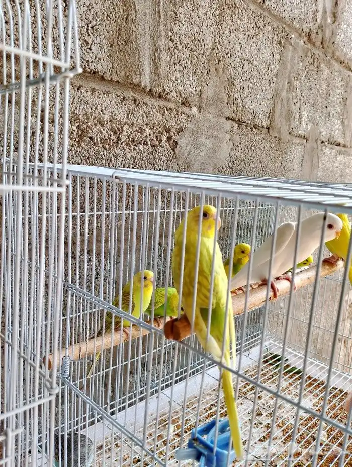 طيور الحب 3