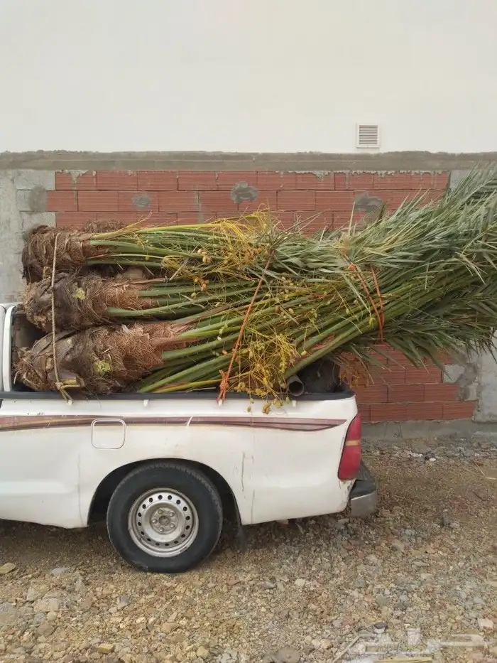 انخل للبيع 2