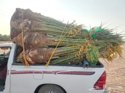 يوجد لدينا جميع انواع النخيل المثمر وزينه وجميع المقاسات 9