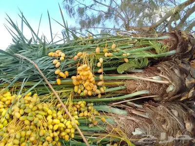 يوجد لدينا جميع انواع النخيل المثمر وزينه وجميع المقاسات 3