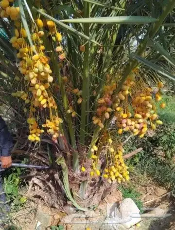 سلام عليكم يوجد لدينا جميع انواع انخيل المثمر وزينه 1