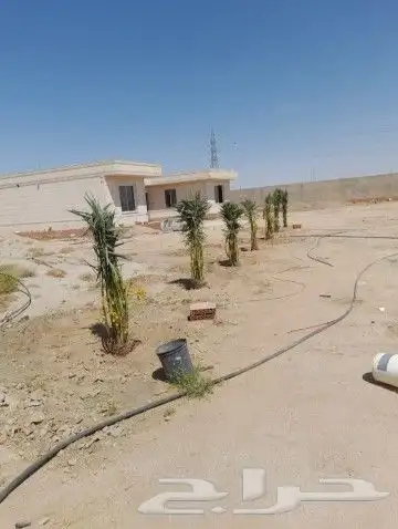 شبوك نخيل 6