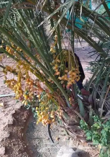 سلام عليكم يوجد لدينا جميع انواع انخيل المثمر وزينه 2