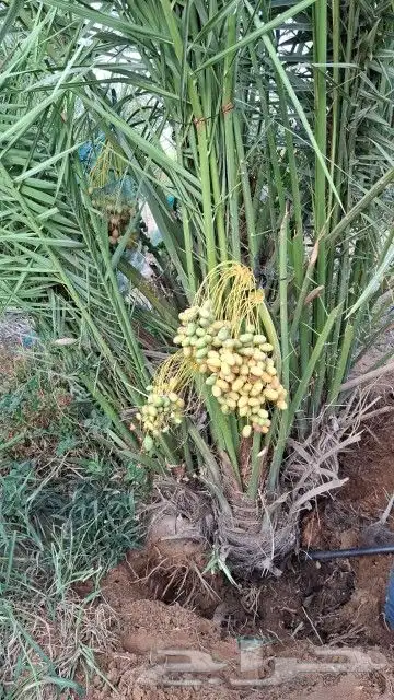 سلام عليكم يوجد لدينا جميع انواع انخيل المثمر وزينه 4