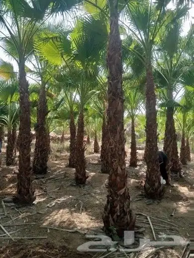 سلام عليكم يوجد لدينا جميع انواع انخيل المثمر وزينه 3