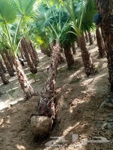 سلام عليكم يوجد لدينا جميع انواع انخيل المثمر وزينه 0