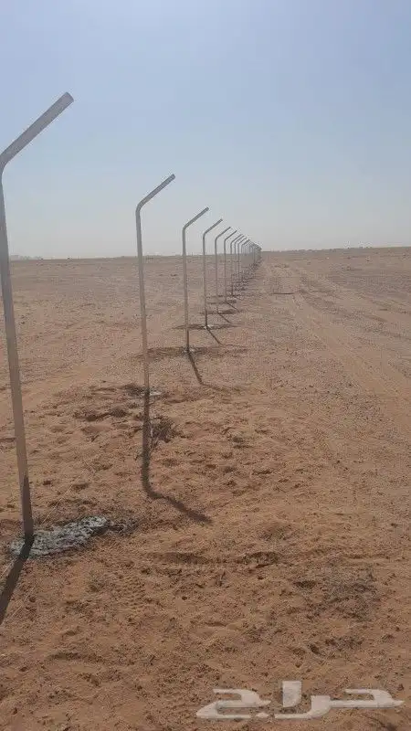 شبوك نخيل 9