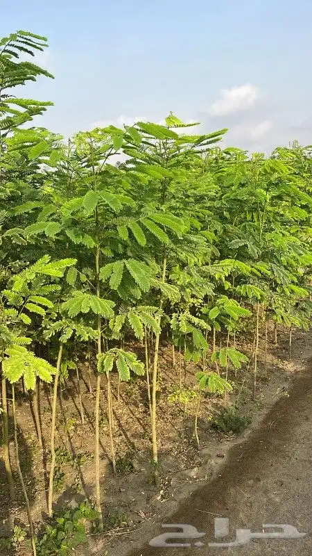 مشاتل طريق الجبيل تنسيق حدائق 3