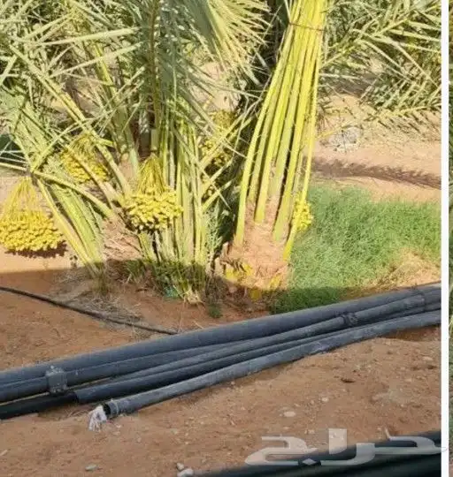 المزاحميه ضرما مشاعله يوجد لدينا نخيل للبيع بجميع مقاسات 0 3
