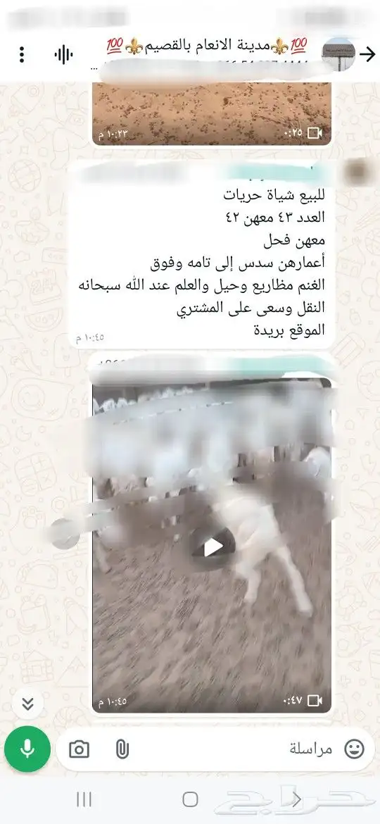 للبيع ابل واغنام وماعز واعلاف . 1