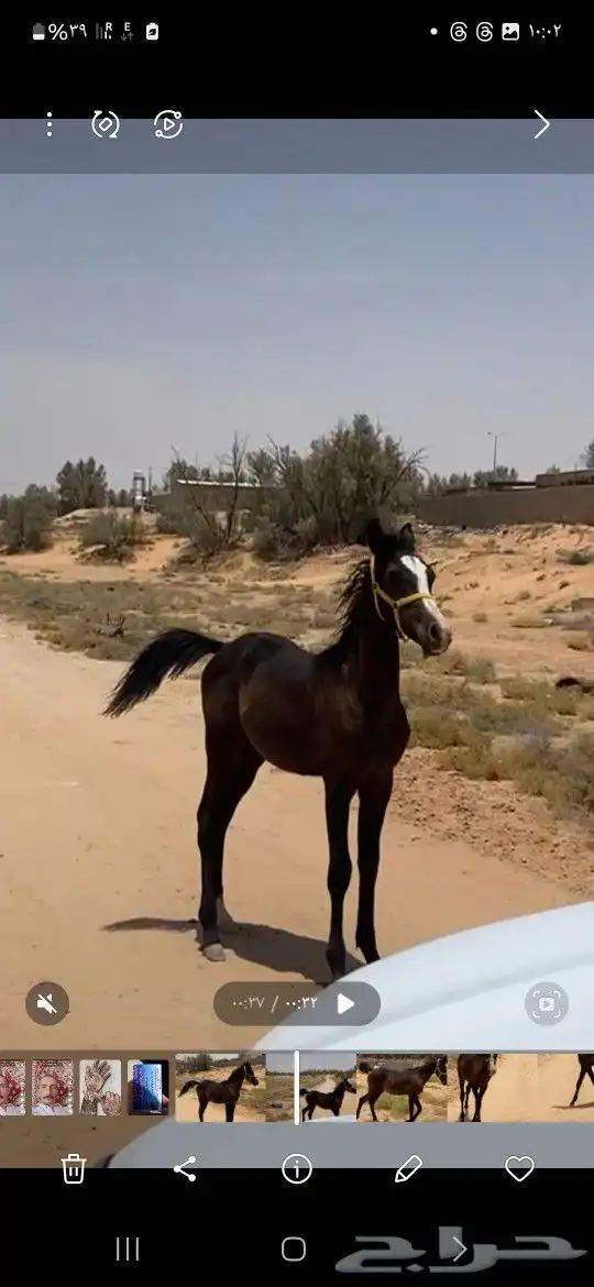 مهر عربي 0