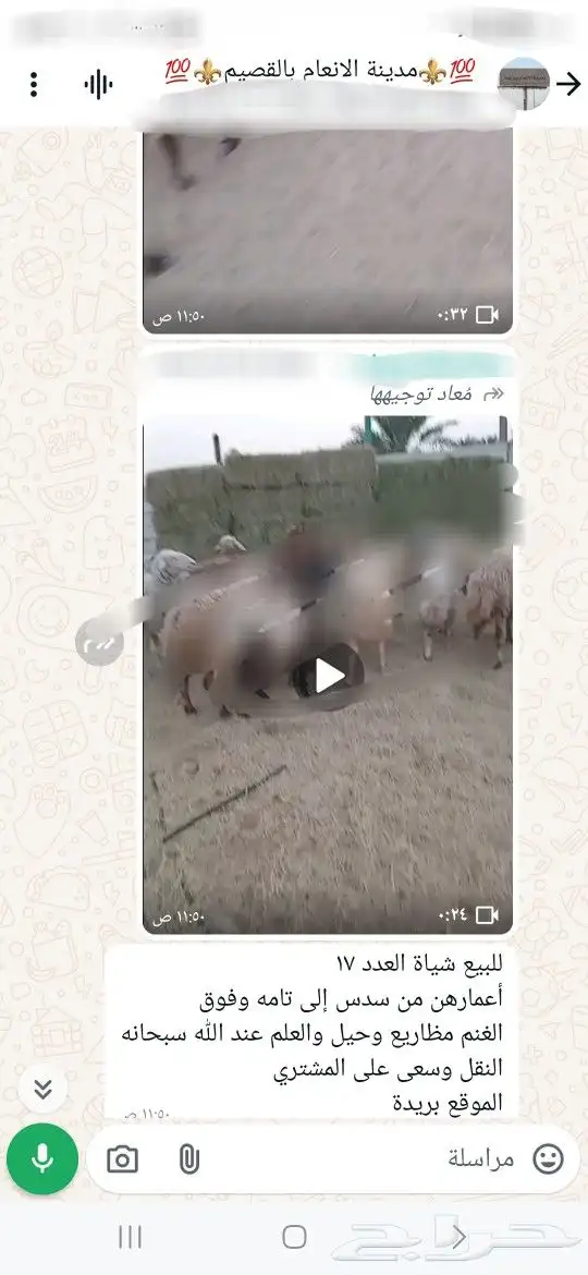 للبيع ابل واغنام وماعز واعلاف . 7