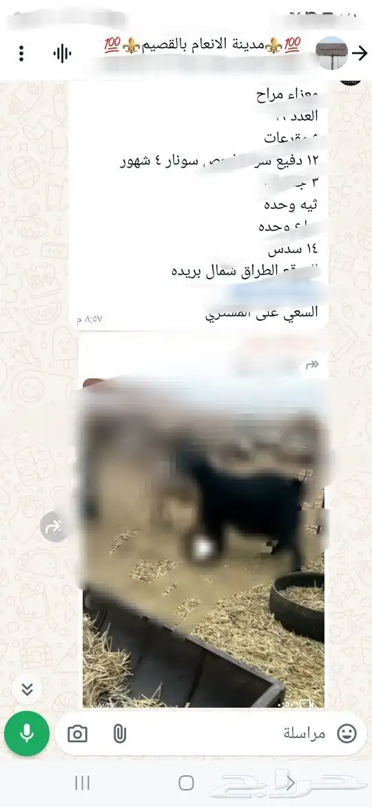 للبيع ابل واغنام وماعز واعلاف . 2